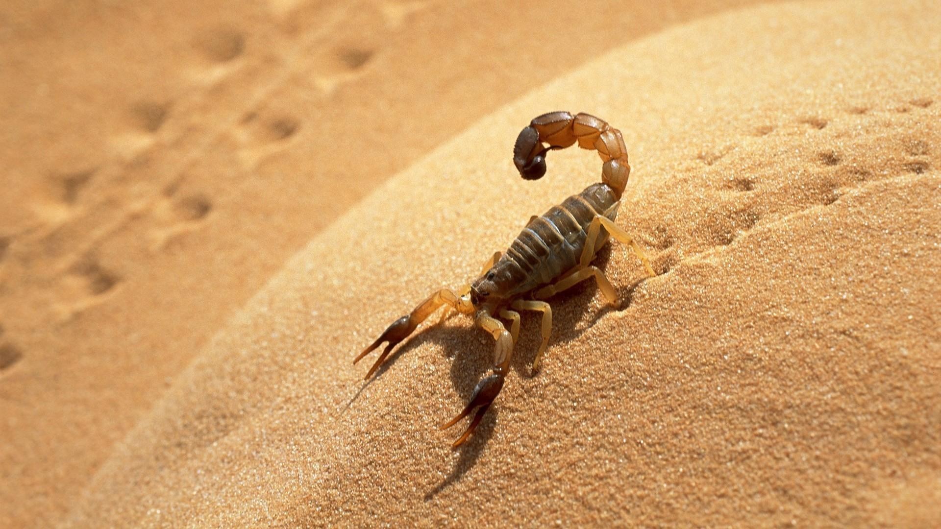 Scorpions Control Dubai