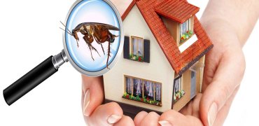 Hiring a Pest Control Company in Dubai or Sharjah