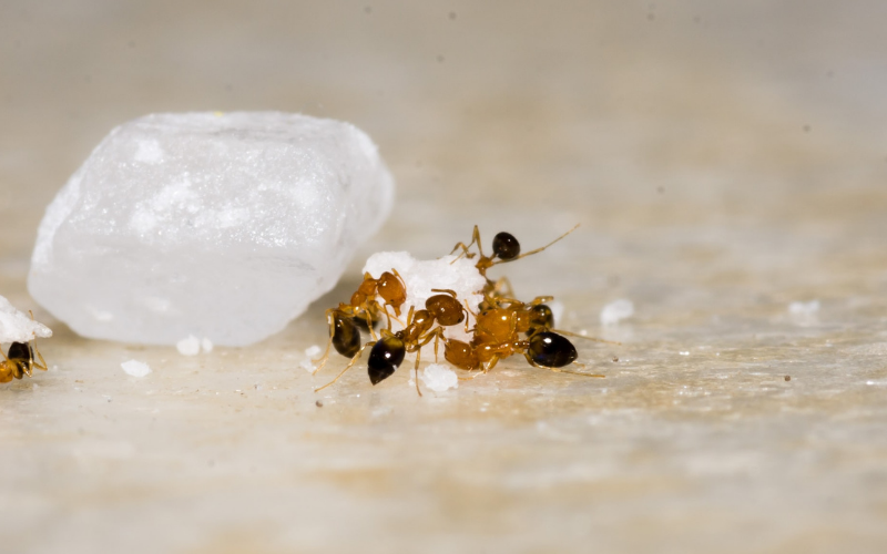 Keep ants away. Clean up food crumbs.