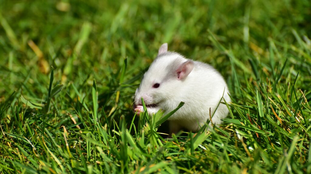 Rats Pest Control
