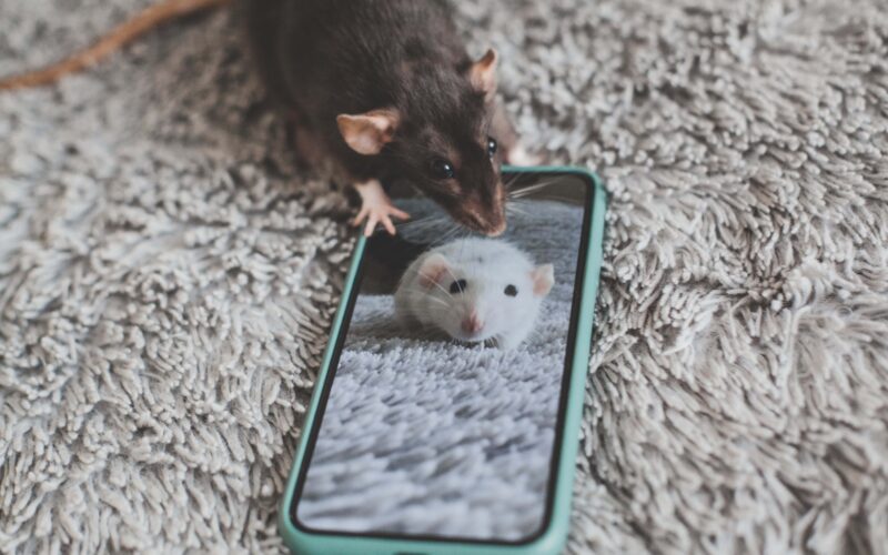 Rat Control| Eliminate Rats
