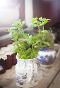 Mint in a vase